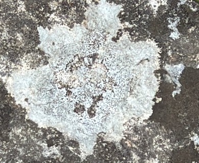 Phlyctis petraea