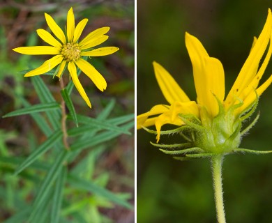 Phoebanthus grandiflorus