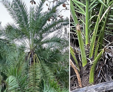 Phoenix reclinata