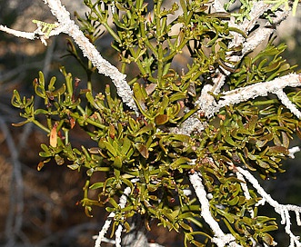 Phoradendron bolleanum