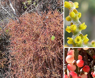 Phoradendron californicum