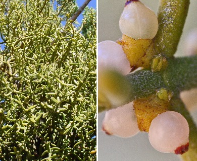 Phoradendron capitellatum