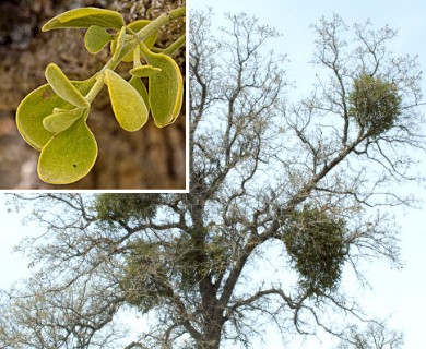 Phoradendron leucarpum