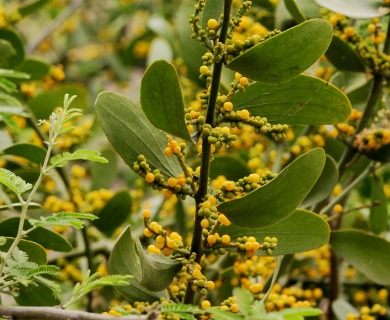 Phoradendron quadrangulare