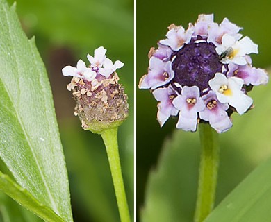 Phyla lanceolata