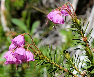 Phyllodoce empetriformis