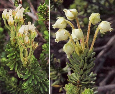 Phyllodoce glanduliflora