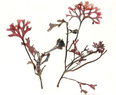 Phyllophora pseudoceranoides