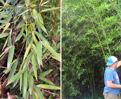 Phyllostachys aureosulcata