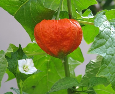 Physalis alkekengi