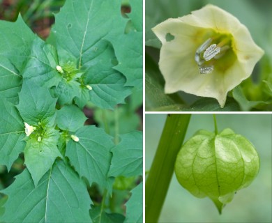 Physalis angulata