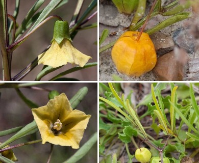 Physalis angustifolia