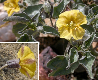 Physalis crassifolia