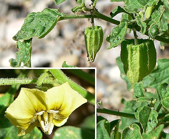 Physalis hederifolia