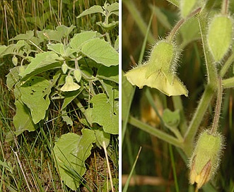 Physalis heterophylla