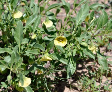 Physalis hispida