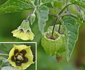 Physalis longifolia