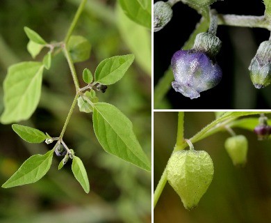 Physalis solanacea