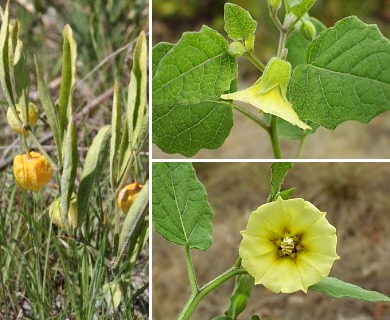 Physalis walteri