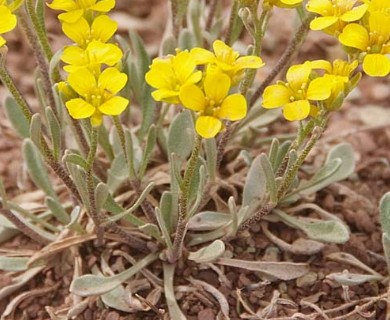 Physaria arctica