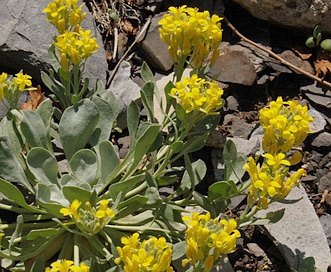 Physaria bellii