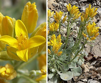 Physaria chambersii