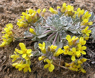 Physaria didymocarpa