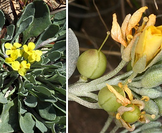 Physaria fendleri