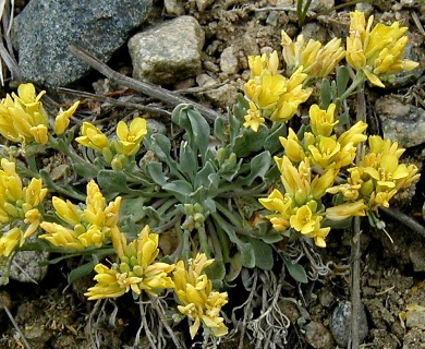 Physaria floribunda