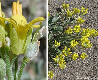 Physaria geyeri