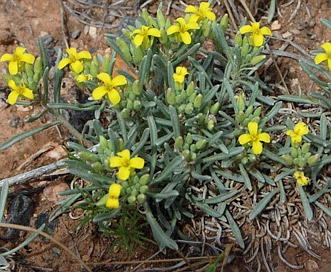 Physaria intermedia