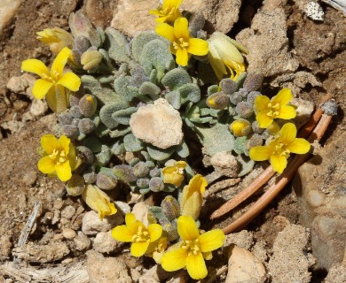 Physaria kingii