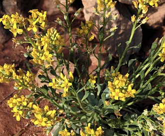 Physaria newberryi