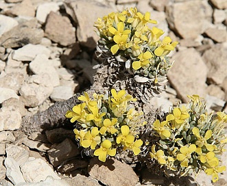 Physaria obcordata