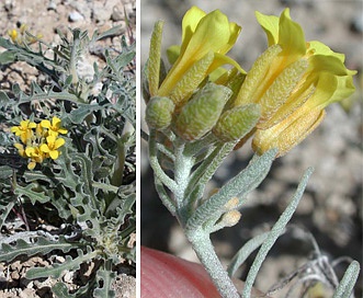 Physaria oregona