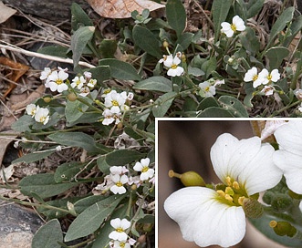 Physaria purpurea