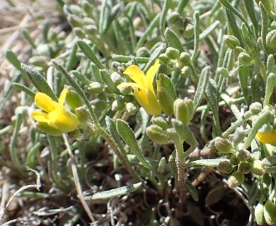 Physaria pycnantha