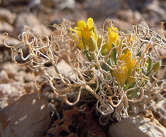 Physaria reediana