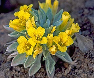 Physaria rollinsii