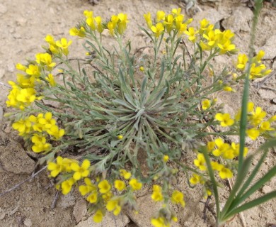 Physaria spatulata