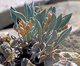 Physaria subumbellata