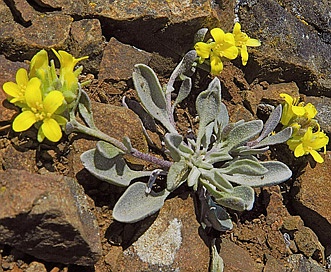 Physaria vitulifera