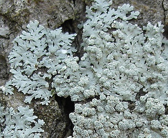 Physcia americana