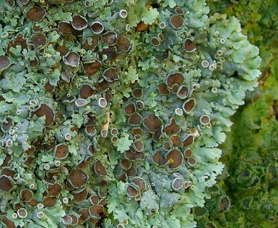 Physcia biziana