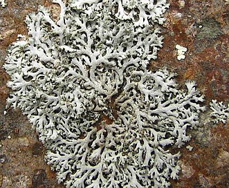 Physcia dubia