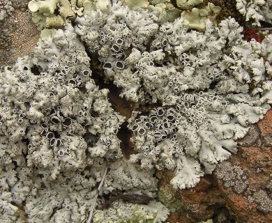 Physcia tribacia