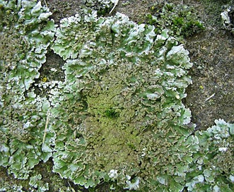 Physconia leucoleiptes