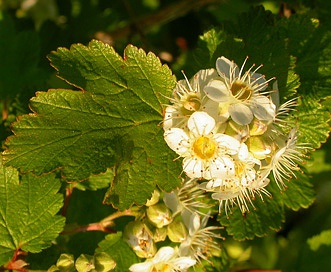 Physocarpus malvaceus