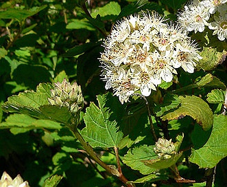 Physocarpus monogynus