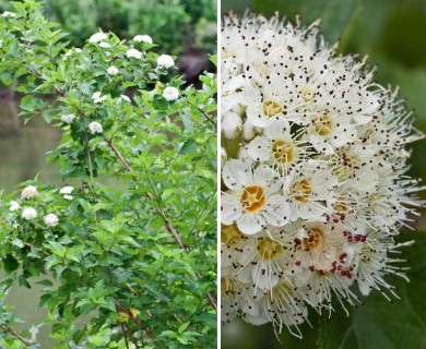 Physocarpus opulifolius